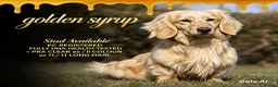 Miniature Dachshund dogs for stud: Meet golden syrup - Advert 1