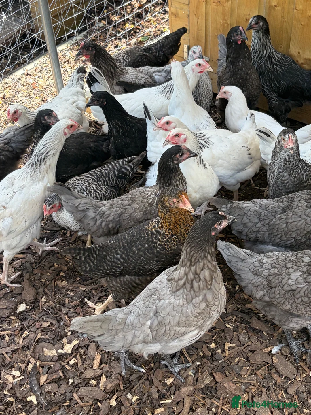 Chickens poultry for sale: Hybrid hens for sale  in Gravesend - Advert 2