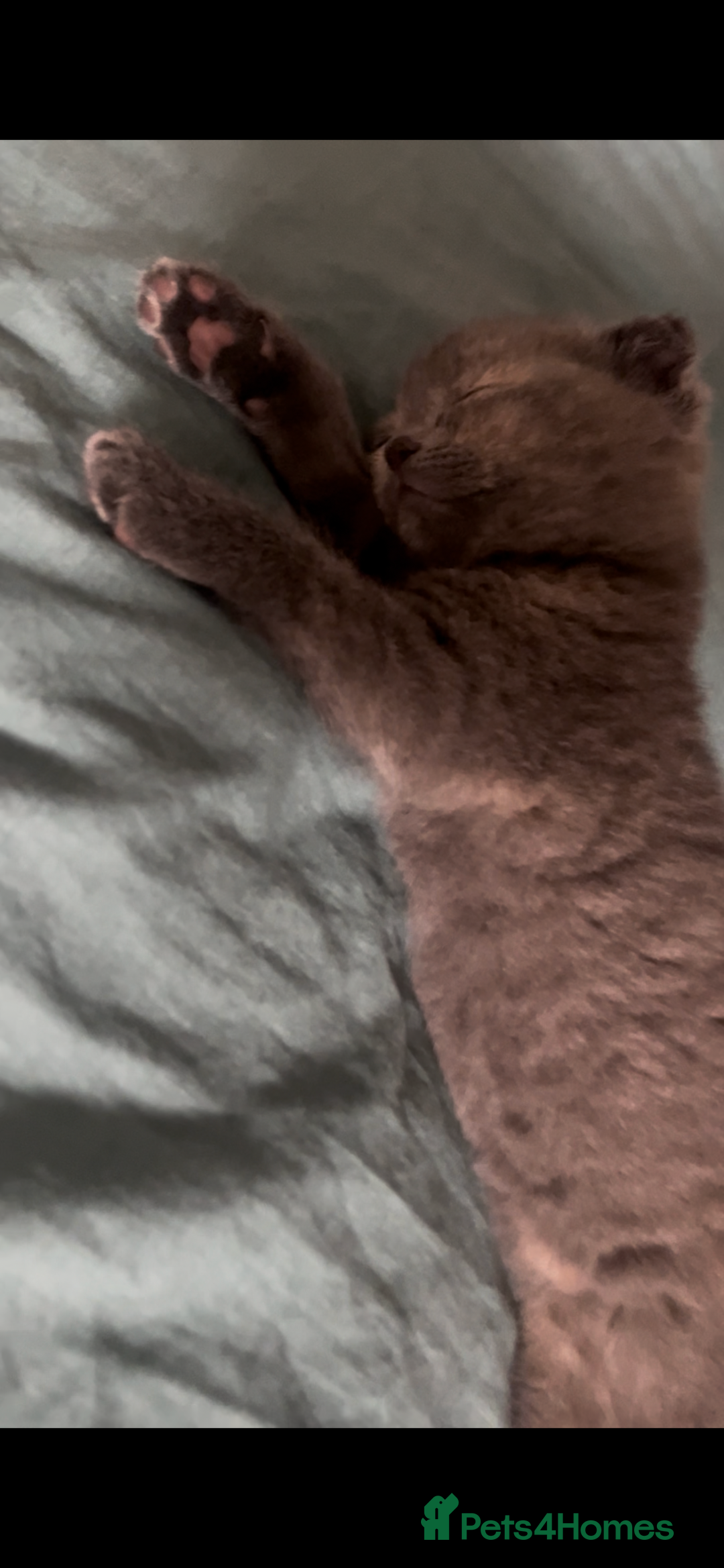 Scottish Fold cats for sale: Adorable Scottish Fold x British Shorthair Kitten - Image 6