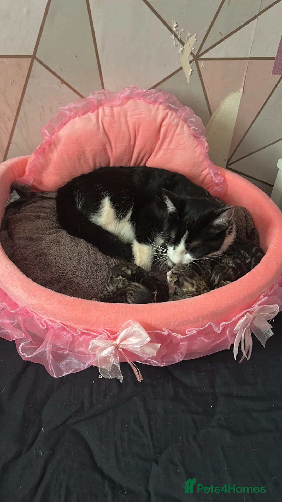 Mixed Breed cats for sale: Beautiful kitten ready to leave ASAP - Advert 1