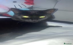 Mixed Breed cats for sale: Forever home required  - Image 4