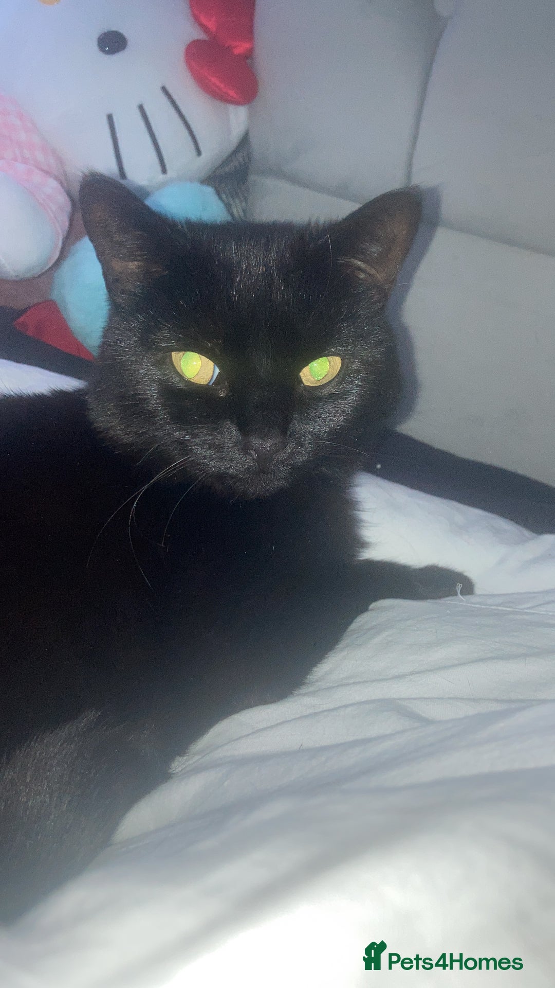 Mixed Breed cats for sale: Forever home required  - Image 4