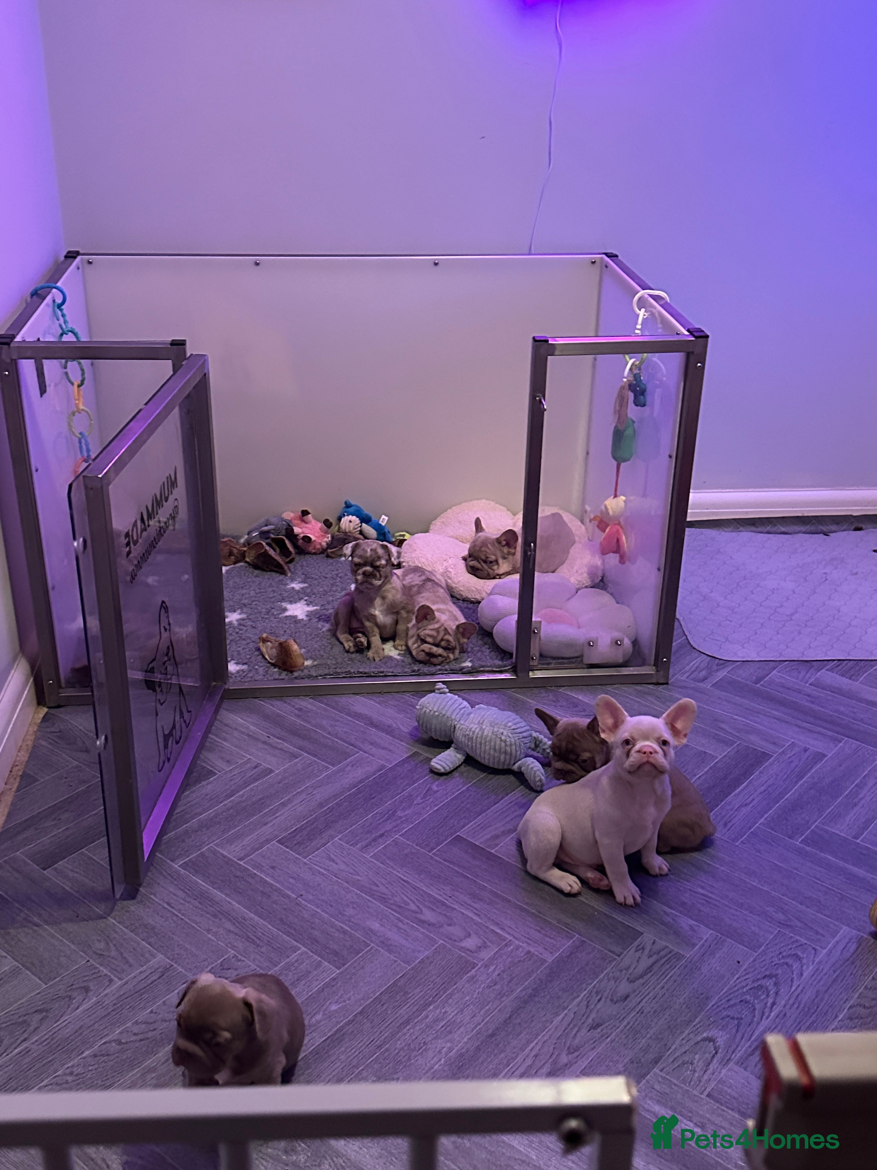 French Bulldog dogs Ready now - Beautiful Micro frenchie litter - Advert 12