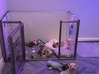 French Bulldog dogs Ready now - Beautiful Micro frenchie litter - Advert 17