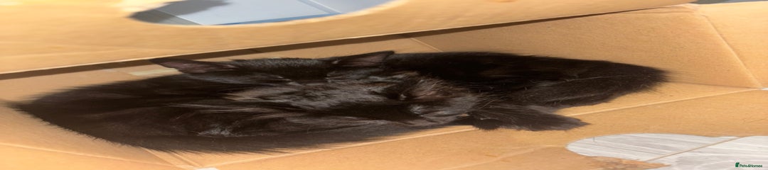  Kitten 1