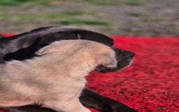 Cane Corso dogs for sale: Class Corsos  - Advert 18