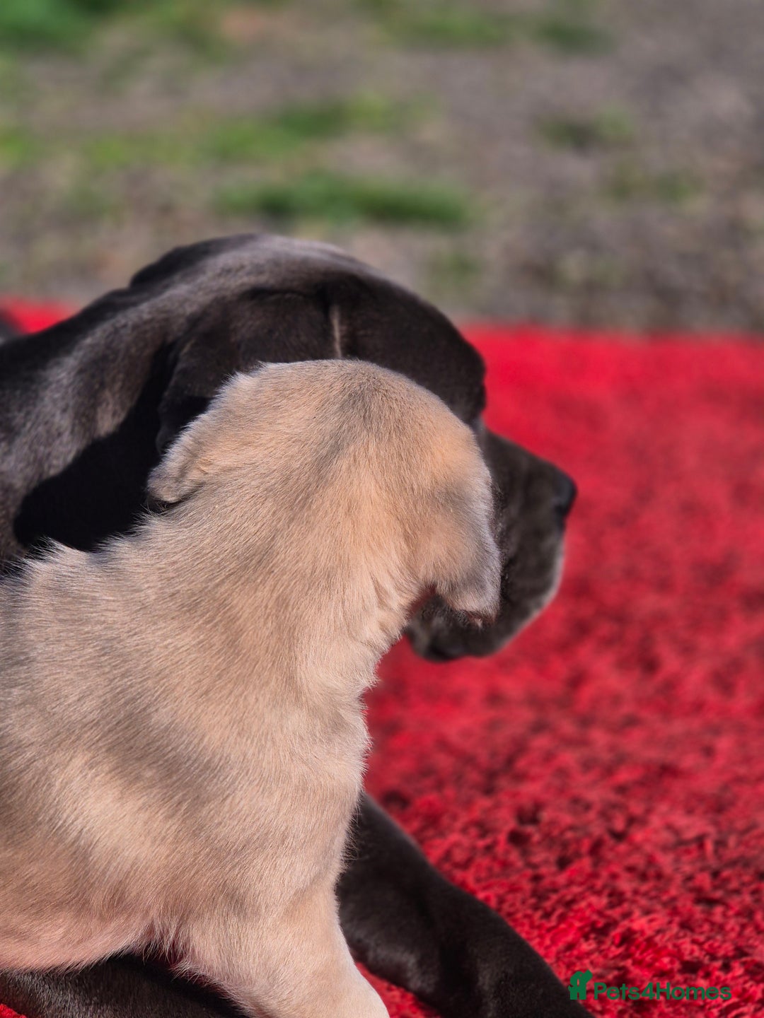 Cane Corso dogs for sale: Class Corsos  - Advert 18