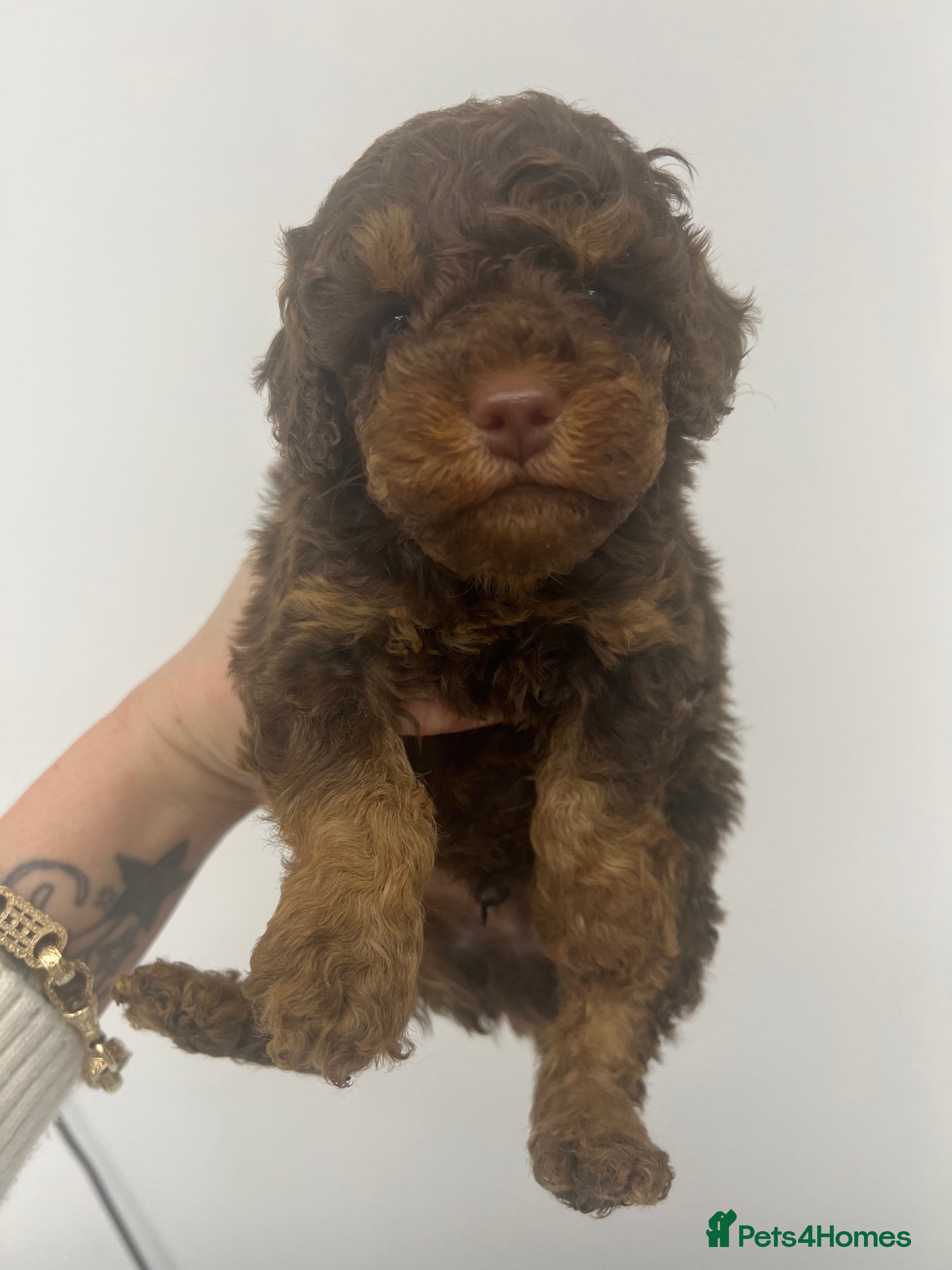 Toy Poodle dogs ** Two handsome, Healthy Boys ** - Advert 12