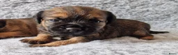 Border Terrier dogs for sale: KC Show Quality Pups - Advert 15