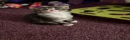 Maine Coon cats for sale: 3/4 Maine Coon kittens  in Ryton - Advert 19