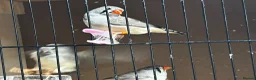 Finches birds for sale: Zebra finches - Advert 7