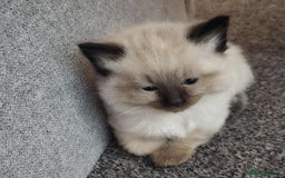 Ragdoll cats for sale: 4 ragdoll x ragamuffin fluffy kittens  - Image 14