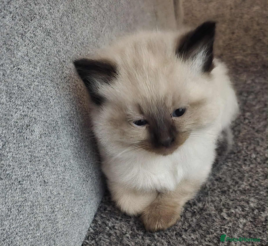 Ragdoll cats for sale: 4 ragdoll x ragamuffin fluffy kittens  - Image 14