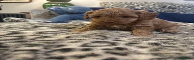 Cavapoo 4