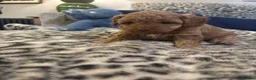 Cavapoo dogs for sale: Gorgeous Cavapoo Puppies 5girls 2boys  - Advert 12