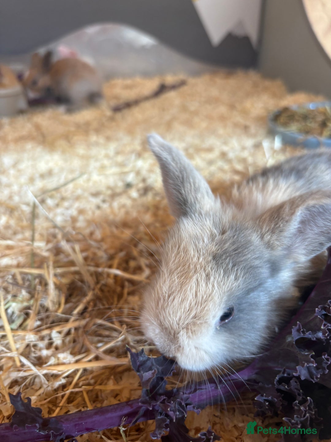 Mini Lop rabbits for sale: Mini Lops & Mini Lion Lops. Separate litters - Image 23