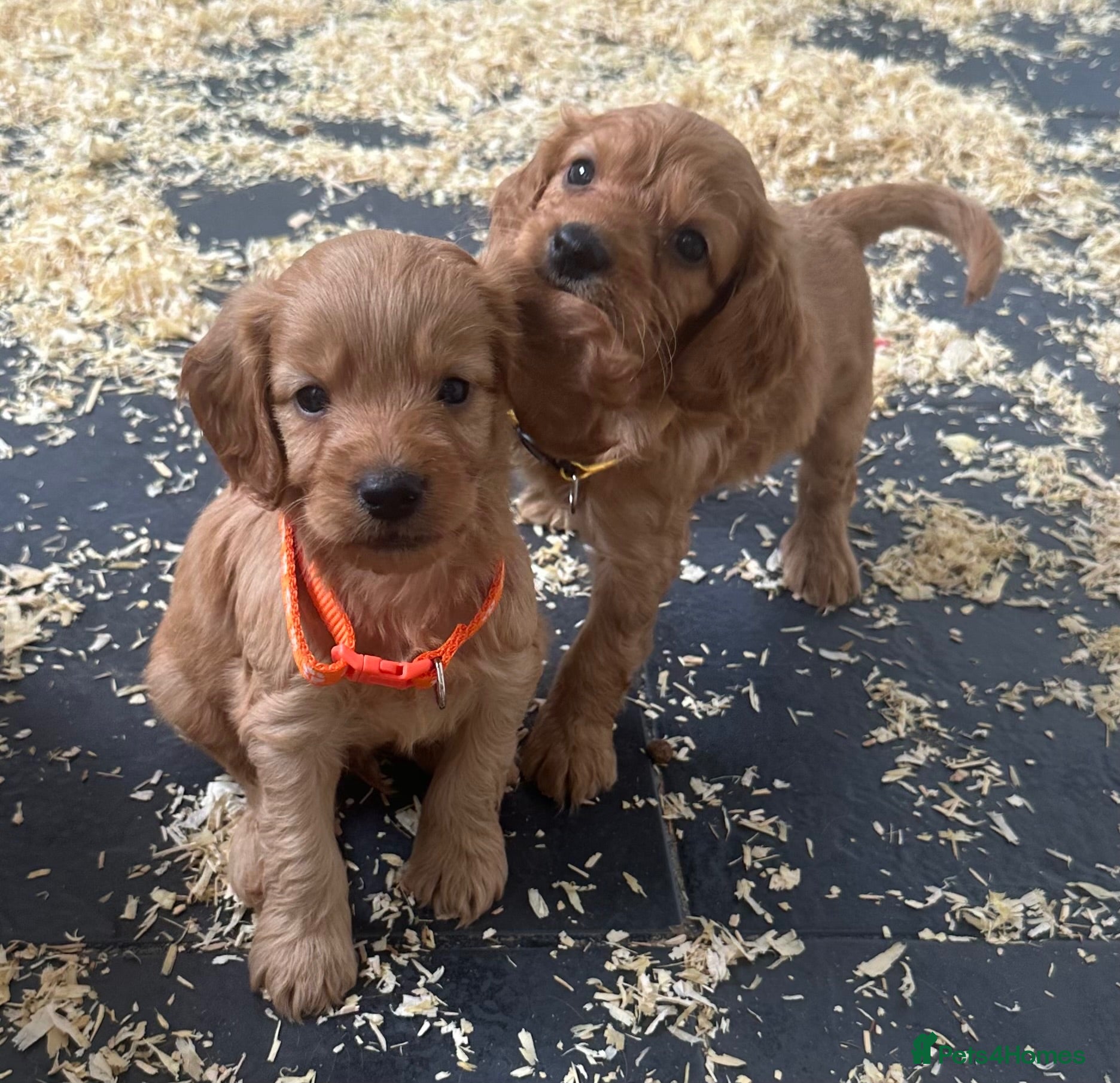 Cockapoo dogs F1 playful cockapoo boys ready 16 July  - Advert 6