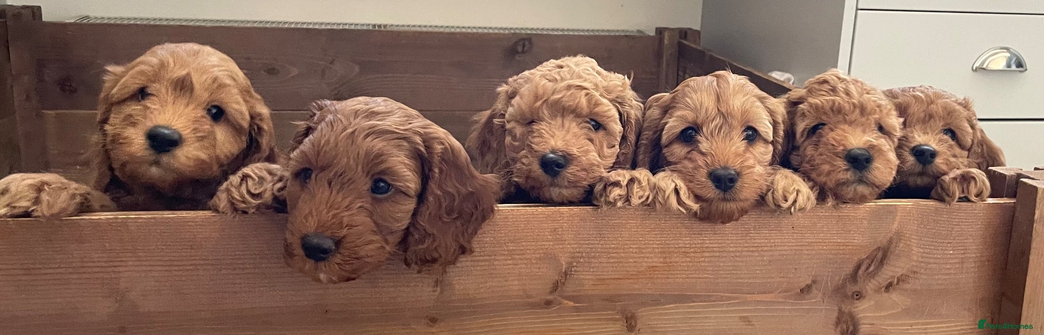 Cockapoo dogs Cockapoo puppies - Advert 1