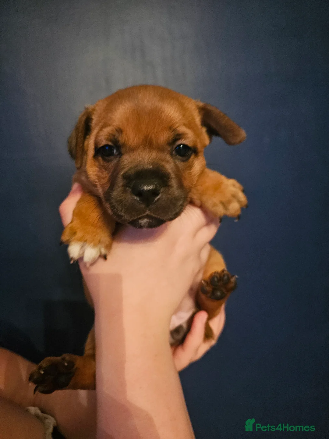 Staffordshire Bull Terrier dogs for sale: Red staffordshire bull terrier pups - Advert 11