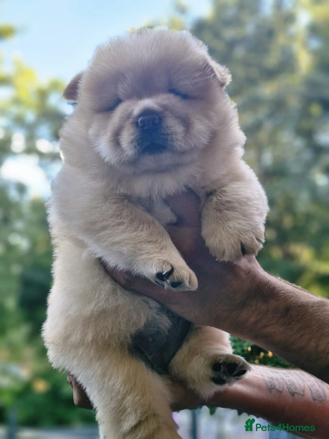 Chow Chow dogs for stud: Blaze 🔥 Cream Chow Chow Stud - Advert 16