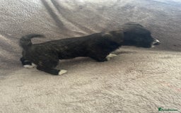 Mixed Breed dogs for sale: Jack Russell x westie  - Image 11