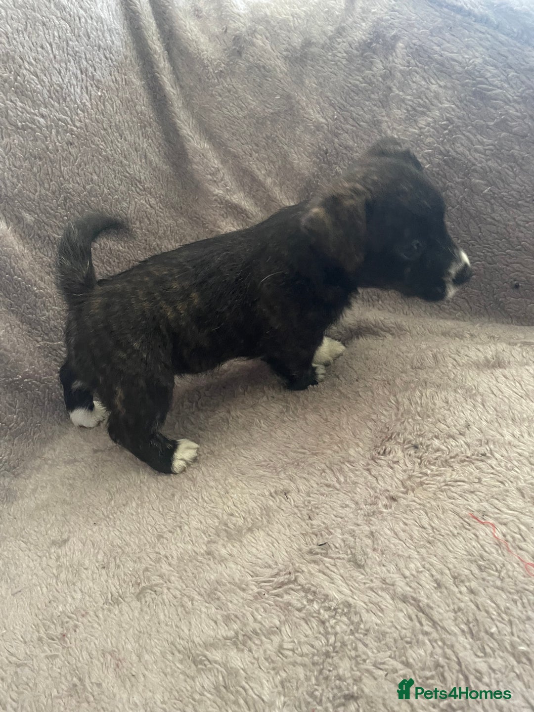 Mixed Breed dogs for sale: Jack Russell x westie  - Image 11