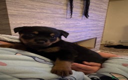 Rottweiler dogs for sale: Beautiful chunky Rottweiler puppies  - Image 5