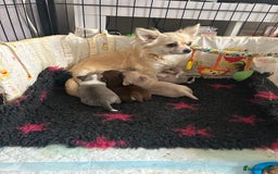 Chihuahua dogs for sale: Full pedigree Chihuahua puppies - Image 7