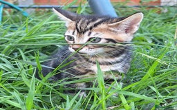 Mixed Breed cats for sale: Half Bengal kittens  - Image 7
