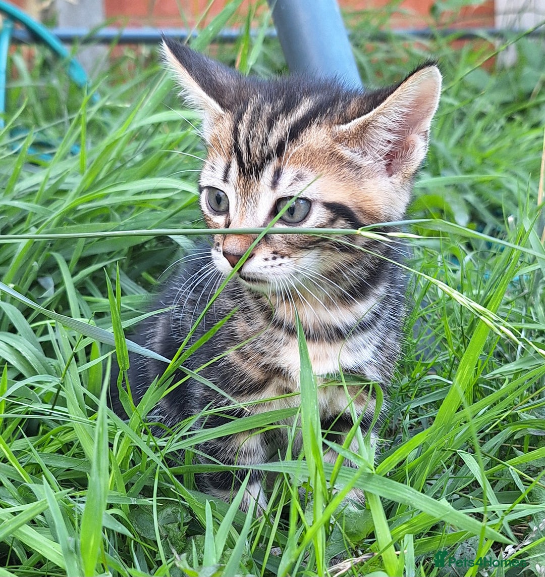 Mixed Breed cats for sale: Half Bengal kittens  - Image 7