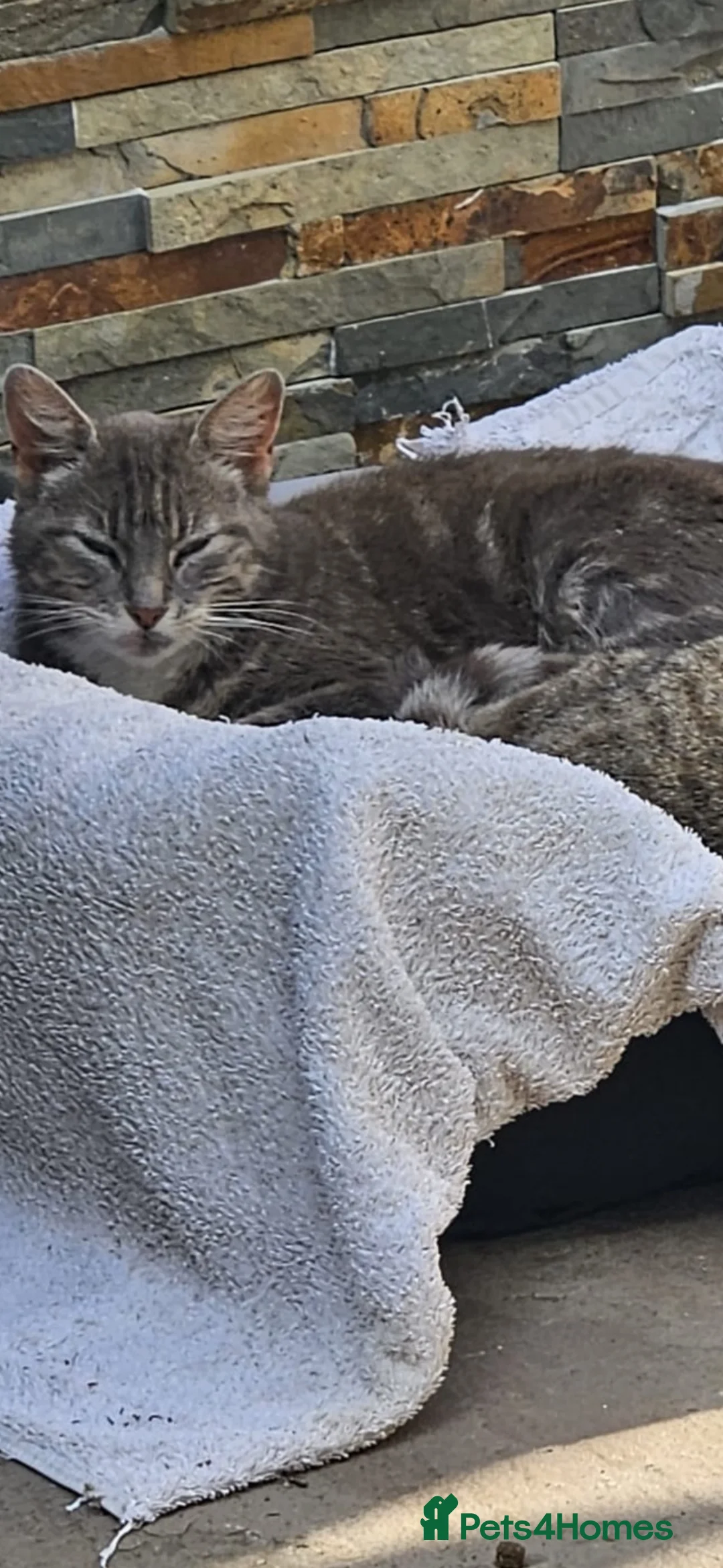 Mixed Breed cats for sale: Kitten for sale  in Stoke-on-Trent - Advert 2