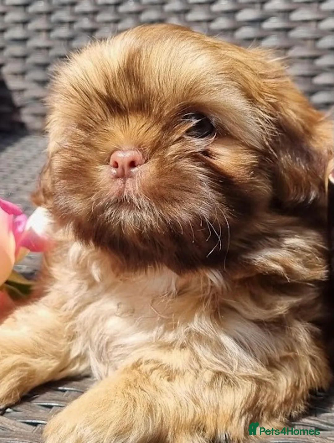 Shih Tzu dogs for stud: KC Lilac Imperial Shih Tzu for Stud in Chislehurst - Advert 18