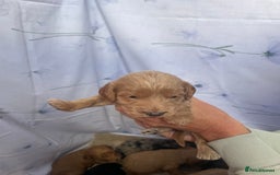 Cockapoo dogs for sale: F1 cockapoo puppies - Image 14