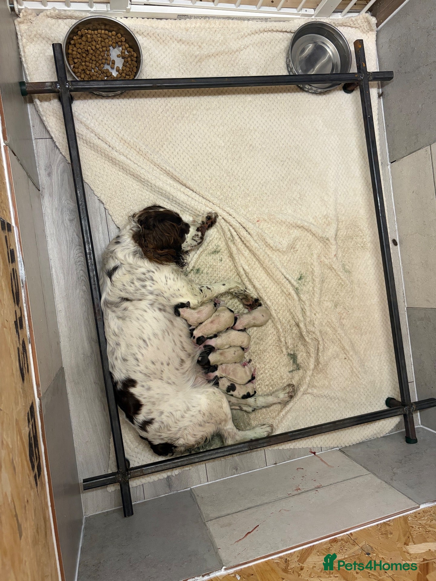 English Springer Spaniel dogs Gorgeous English Springer Spaniel pups🐶 - Advert 1