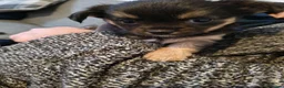 Chihuahua dogs for stud: Stud Chihuahua in Exmouth  - Advert 25