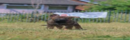 German Shepherd dogs for sale: kc reg working line GSD - Advert 5