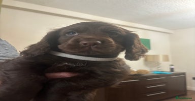 Cocker Spaniel dogs - Advert 4