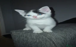 Mixed Breed cats for sale: 4 male kittens - Image 6