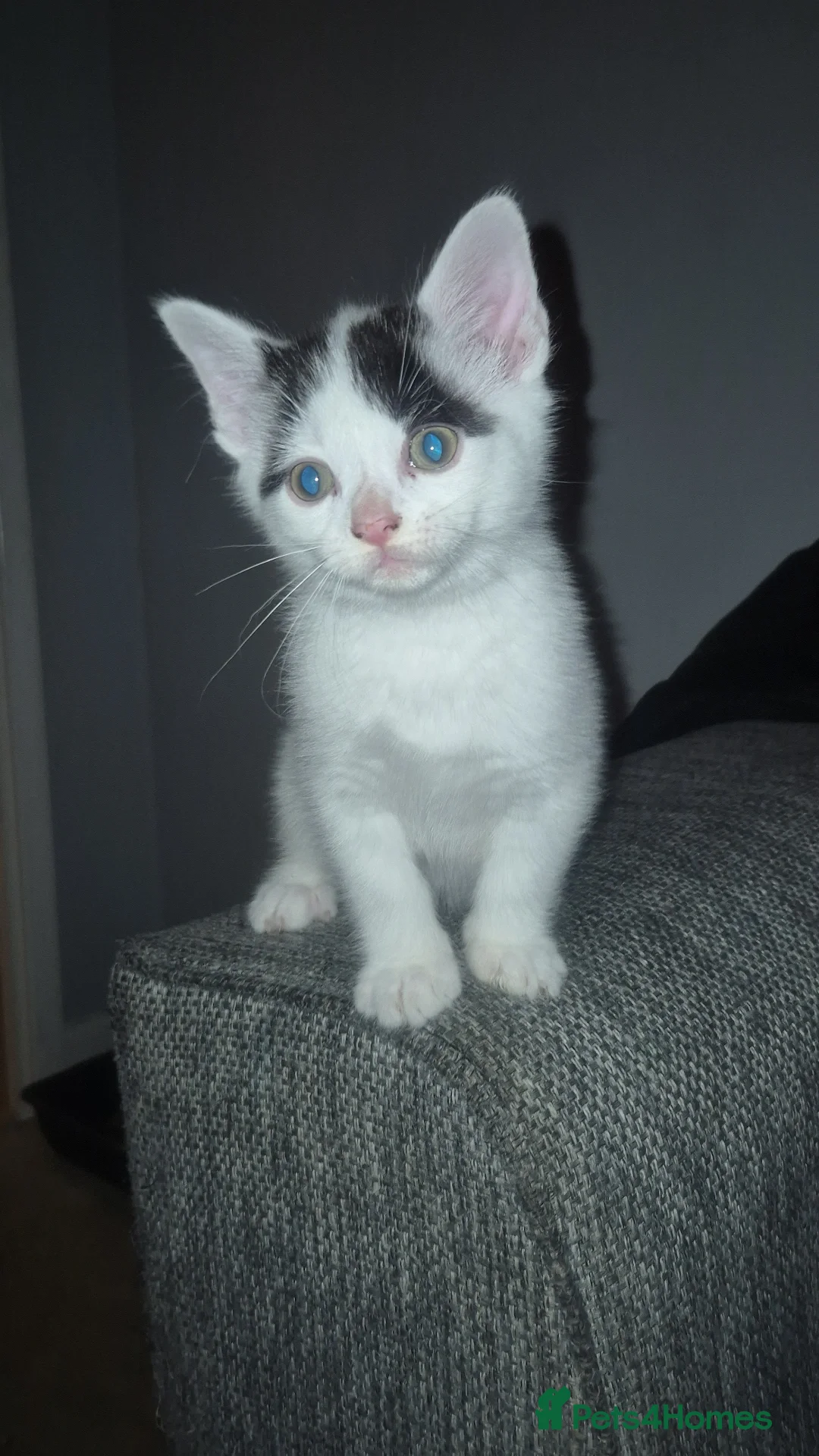 Mixed Breed cats for sale: 4 male kittens - Image 6