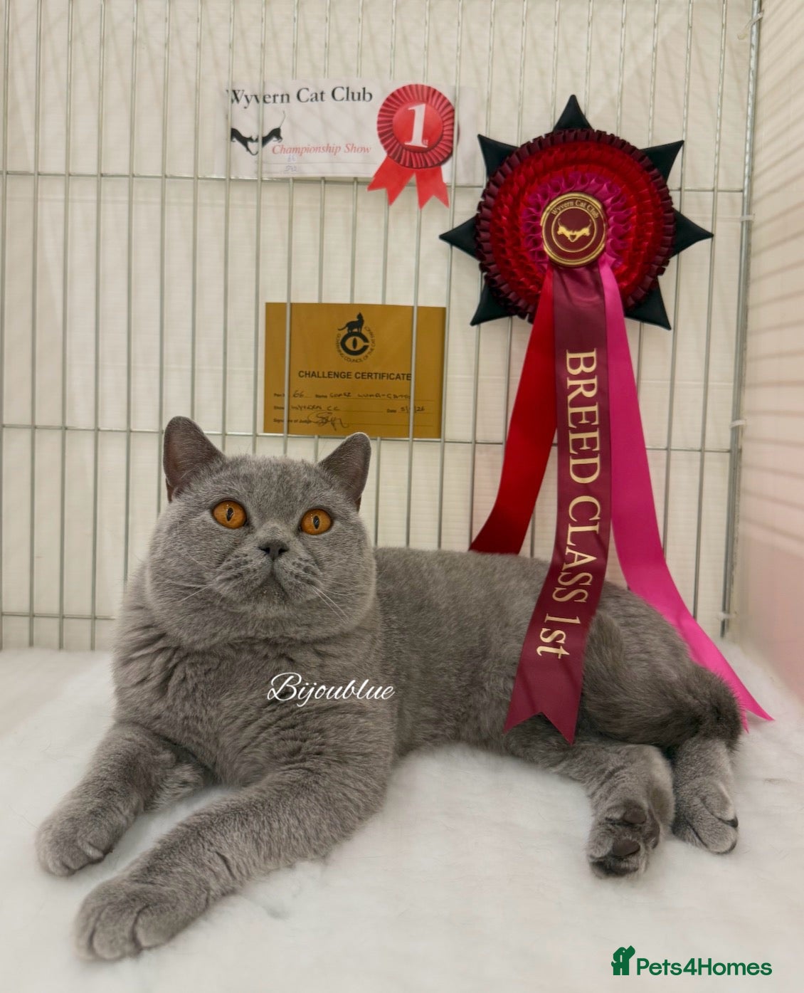 British Shorthair cats Blue Polish Import For Stud - Advert 1