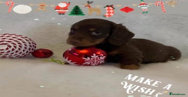 Miniature Dachshund dogs - Advert 12