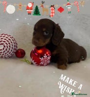 Miniature Dachshund dogs - Advert 12