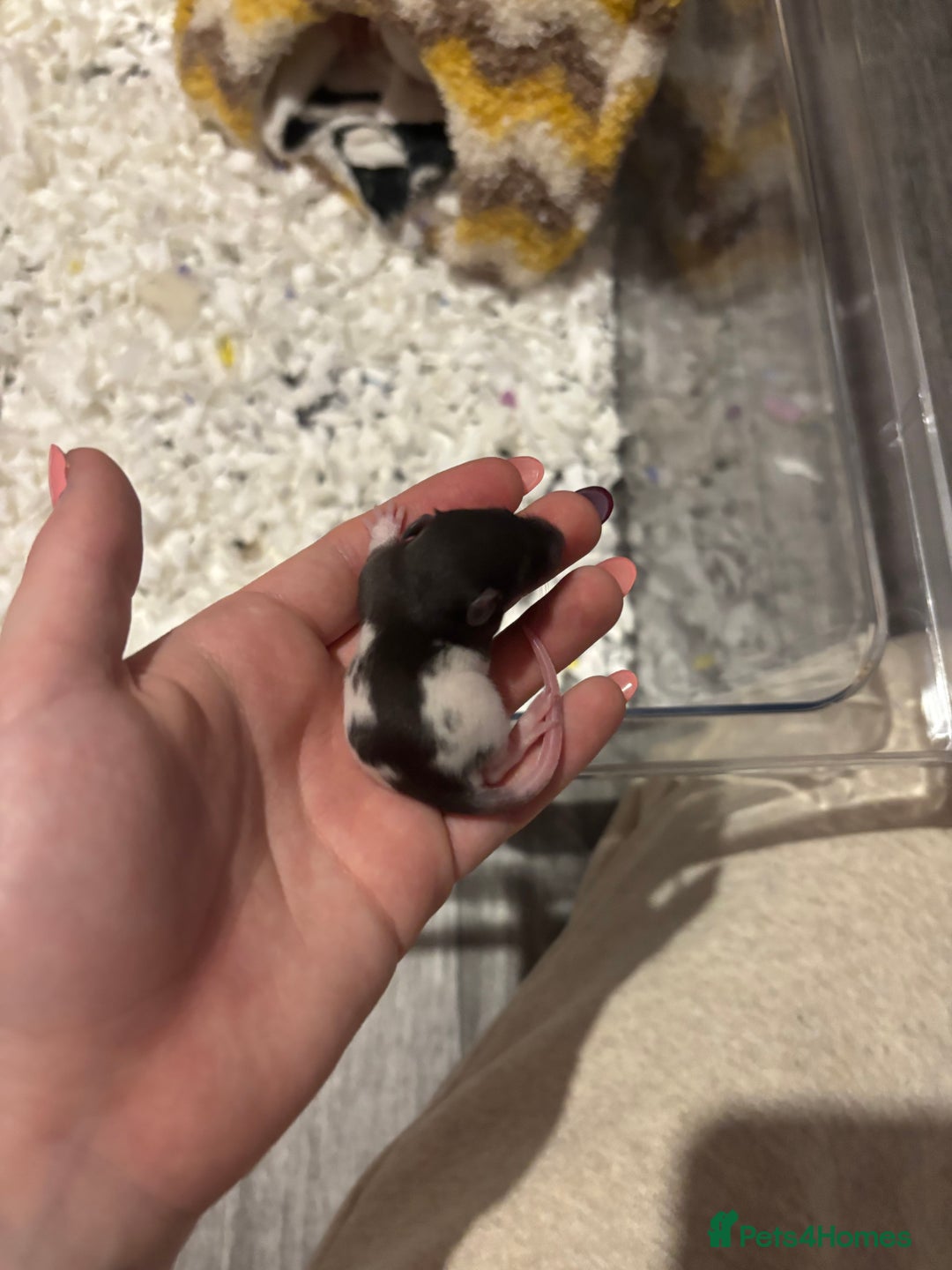 Rat rodents for sale: baby rats for sale GOING FAST.  - Advert 18