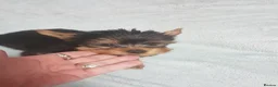Yorkshire Terrier dogs for sale:   5 generation pedigree sertificate boy & girl  - Advert 17