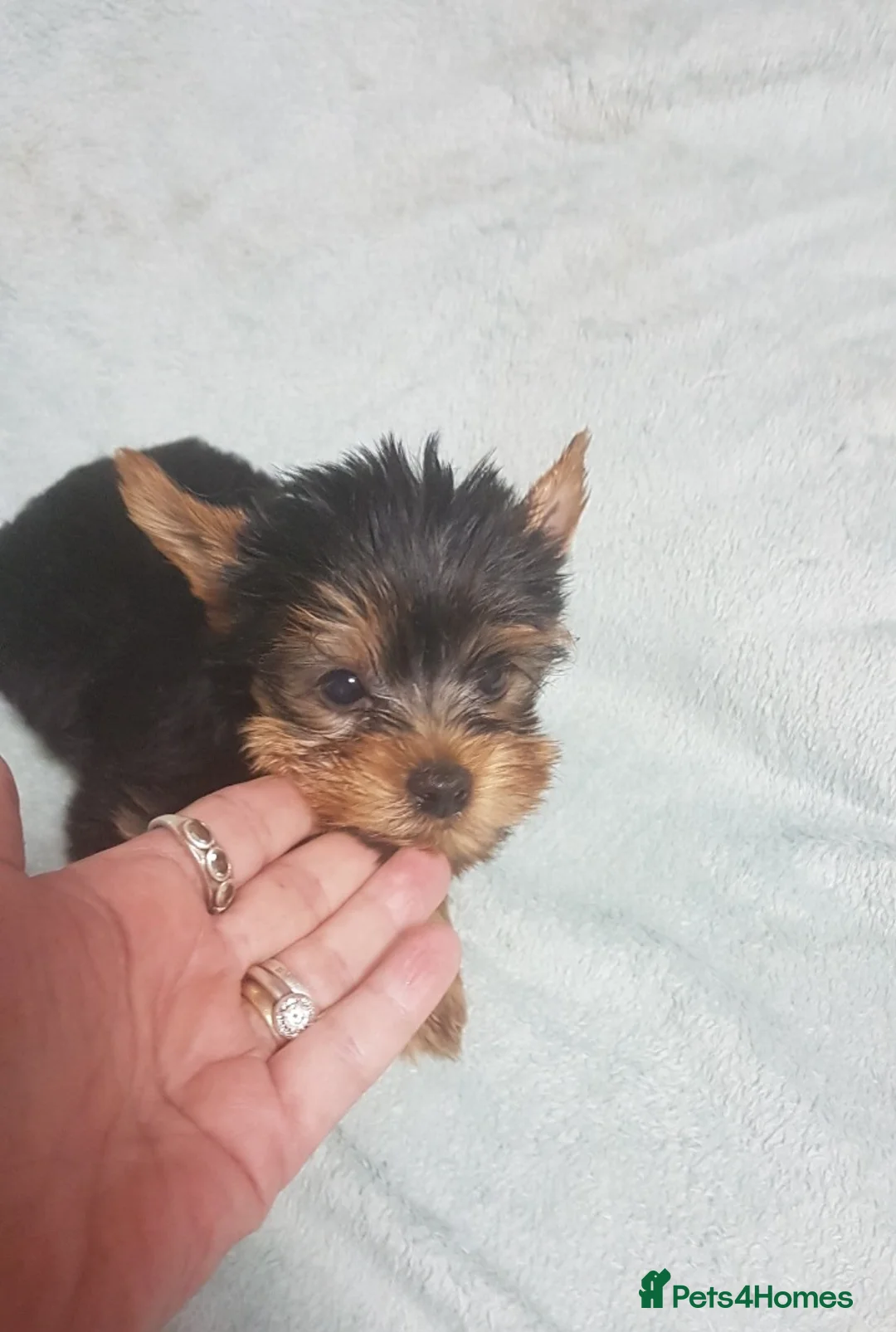 Yorkshire Terrier dogs for sale:   5 generation pedigree sertificate boy & girl  - Advert 17