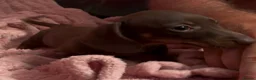 Miniature Dachshund dogs for sale: Beautiful miniature dachshund puppies  - Advert 10