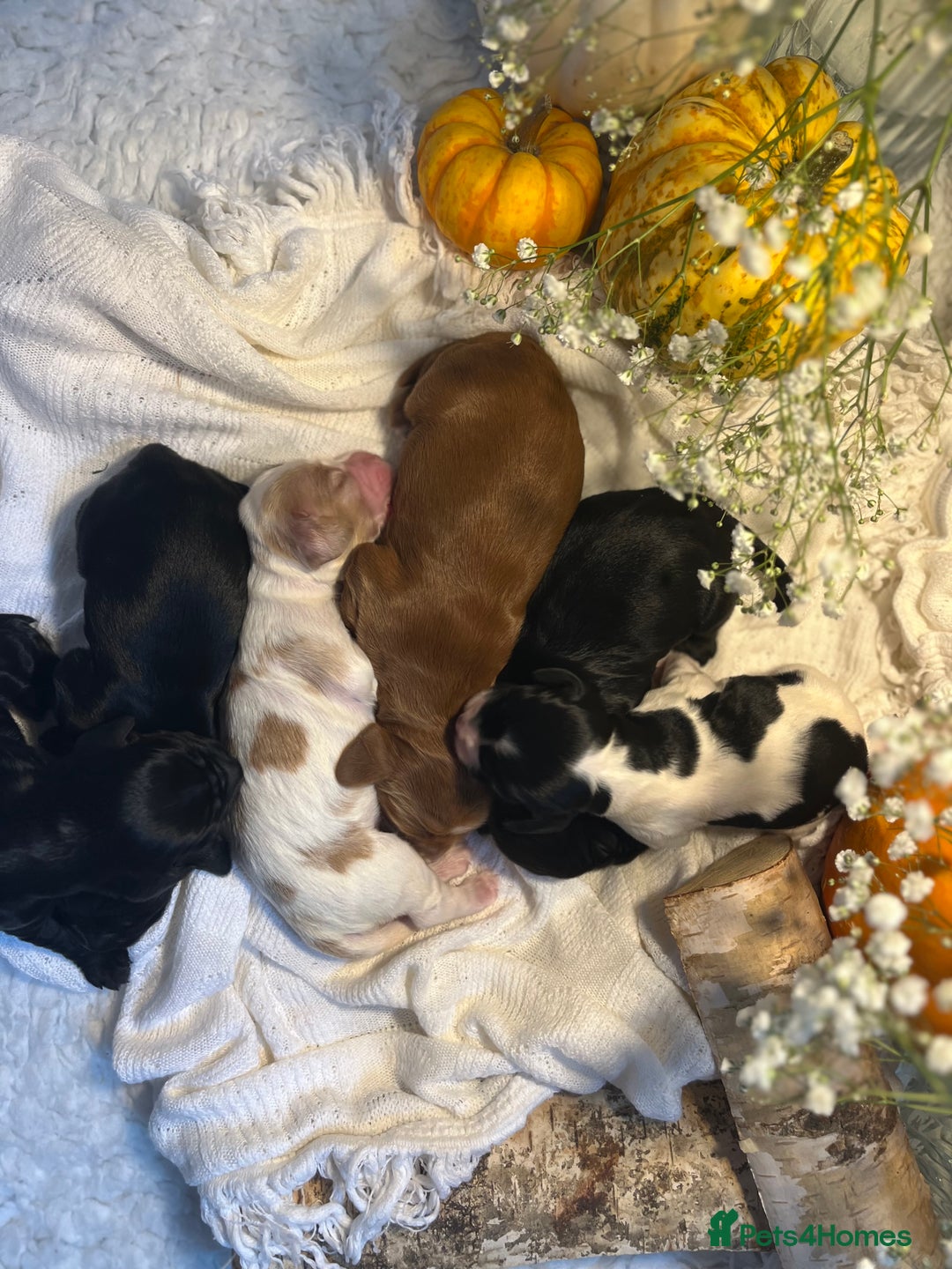 Cocker Spaniel dogs for sale: FAMILY RAISED SHOW TYPE COCKER SPANIEL PUPPIES - Advert 1