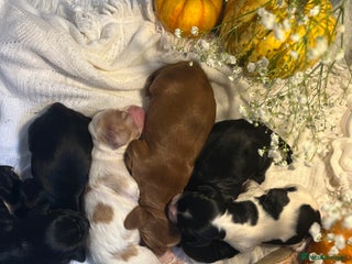 Cocker Spaniel dogs FAMILY RAISED COCKER SPANIEL PUPPIES - Advert 5