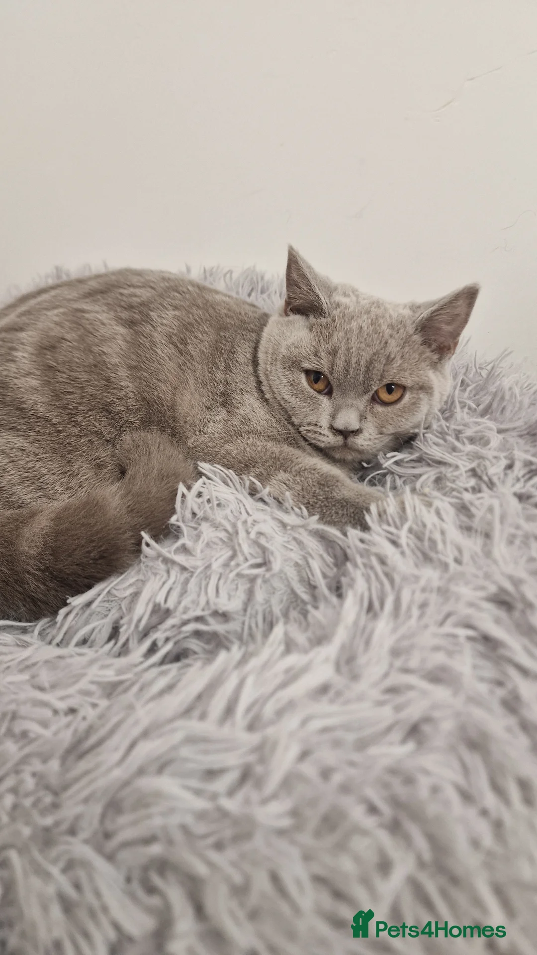 British Shorthair cats for sale: British shorthaired Gccf lilac girl for sale - Advert 2