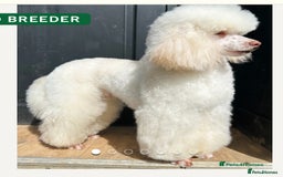 Cavapoo dogs for sale: F1B Cavapoo waiting list  - Image 3